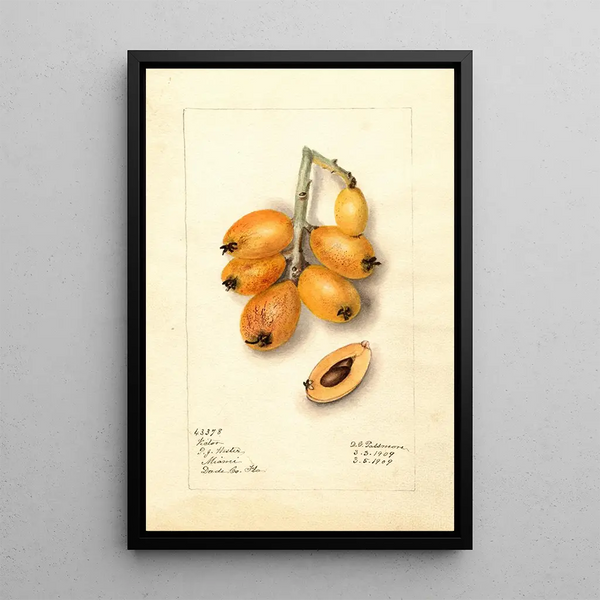 Eriobotrya japonica Victor - Deborah Griscom Passmore — ingelijst kunstwerk aan de muur