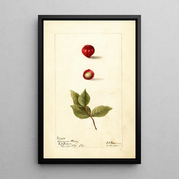 Reproductie van het schilderij Eugenia uniflora - Deborah Griscom Passmore