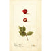 Reproductie van het schilderij Eugenia uniflora - Deborah Griscom Passmore