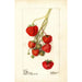 Fragaria Climan - Deborah Griscom Passmore — weergave van het kunstwerk