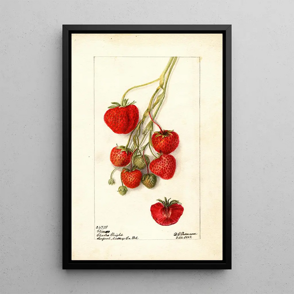 Fragaria Climan - Deborah Griscom Passmore — ingelijst kunstwerk aan de muur