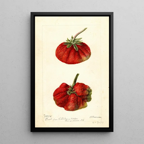 Reproductie van het schilderij Fragaria Dew - Deborah Griscom Passmore