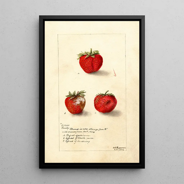 Reproductie van het schilderij Fragaria Gandy - Deborah Griscom Passmore