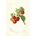 Fragaria Lehigh - Deborah Griscom Passmore — weergave van het kunstwerk