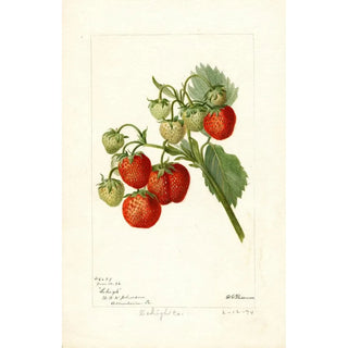 Deborah Griscom Passmore - Fragaria Lehigh.webp
