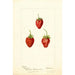 Fragaria Maida - Deborah Griscom Passmore — weergave van het kunstwerk