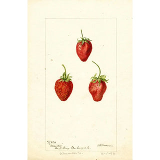 Deborah Griscom Passmore - Fragaria Maida.webp