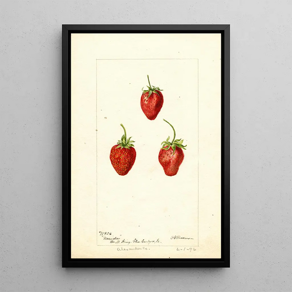 Fragaria Maida - Deborah Griscom Passmore — ingelijst kunstwerk aan de muur