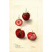 Reproductie van het schilderij Fragaria Maynor - Deborah Griscom Passmore