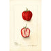 Fragaria Monett - Deborah Griscom Passmore — weergave van het kunstwerk