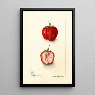 Deborah Griscom Passmore - Fragaria Monett.webp