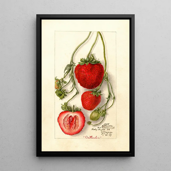 Fragaria Outlander - Deborah Griscom Passmore — ingelijst kunstwerk aan de muur