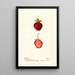 Reproductie van het schilderij Fragaria Seaford - Deborah Griscom Passmore
