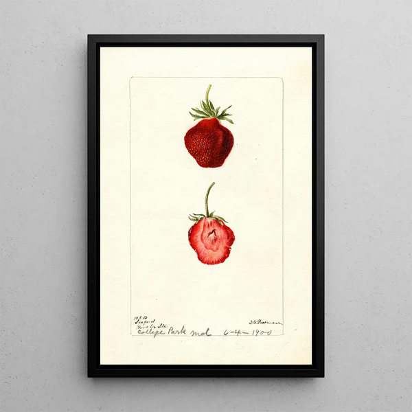 Reproductie van het schilderij Fragaria Seaford - Deborah Griscom Passmore
