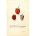 Fragaria Tennessee - Deborah Griscom Passmore — weergave van het kunstwerk