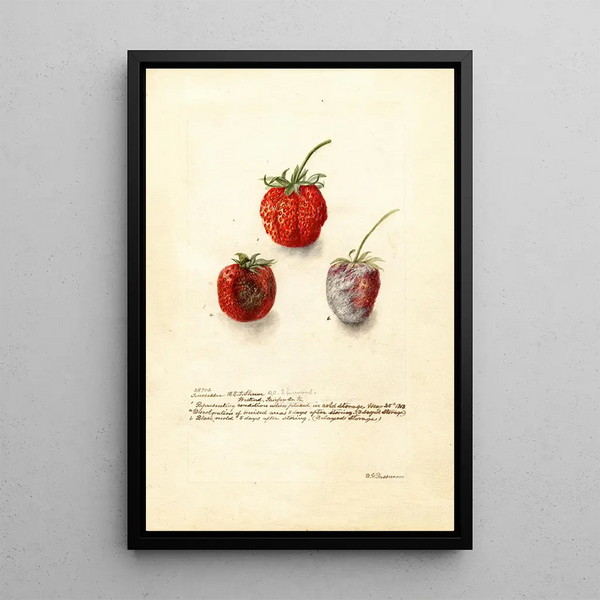 Fragaria Tennessee - Deborah Griscom Passmore — ingelijst kunstwerk aan de muur