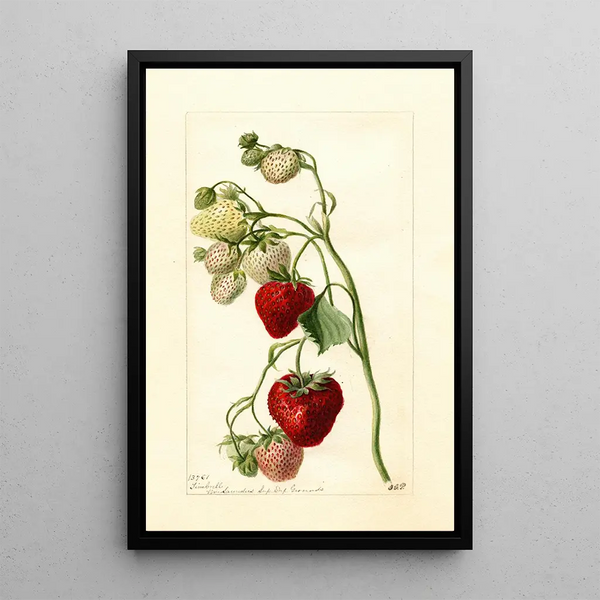 Reproductie van het schilderij Fragaria Timbrell - Deborah Griscom Passmore