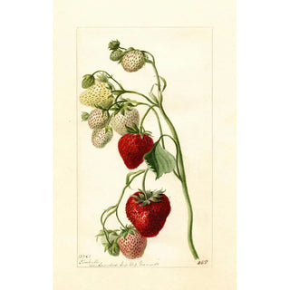 Deborah Griscom Passmore - Fragaria Timbrell.webp