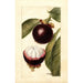 Reproductie van het schilderij Garcinia mangostana - Deborah Griscom Passmore