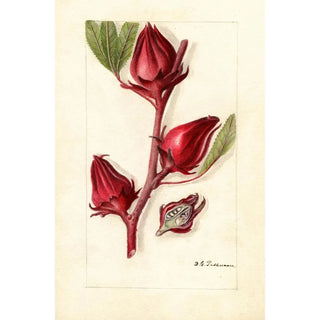 Deborah Griscom Passmore - Hibiscus sabdariffa Victor.webp