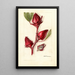 Hibiscus sabdariffa Victor - Deborah Griscom Passmore — ingelijst kunstwerk aan de muur
