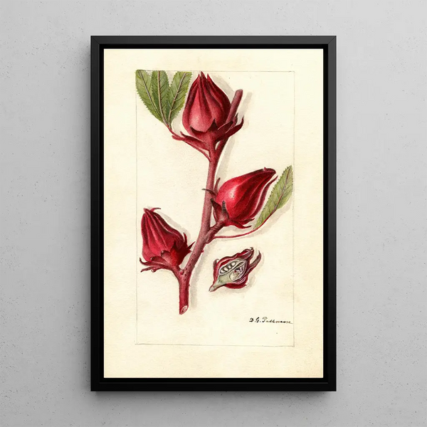 Hibiscus sabdariffa Victor - Deborah Griscom Passmore — ingelijst kunstwerk aan de muur