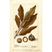 Macadamia ternifolia - Deborah Griscom Passmore — weergave van het kunstwerk