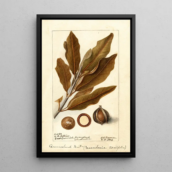Macadamia ternifolia - Deborah Griscom Passmore — ingelijst kunstwerk aan de muur