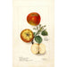 Malus domestica - Deborah Griscom Passmore — weergave van het kunstwerk