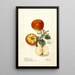 Malus domestica - Deborah Griscom Passmore — ingelijst kunstwerk aan de muur