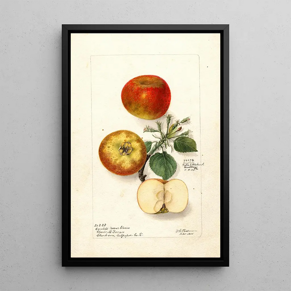 Malus domestica - Deborah Griscom Passmore — ingelijst kunstwerk aan de muur