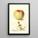 Reproductie van het schilderij Malus domestica All Purpose - Deborah Griscom Passmore