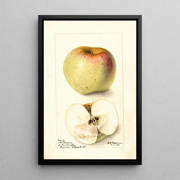 Reproductie van het schilderij Malus domestica All Purpose - Deborah Griscom Passmore