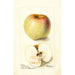 Reproductie van het schilderij Malus domestica All Purpose - Deborah Griscom Passmore