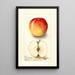 Reproductie van het schilderij Malus domestica Allington Pippin - Deborah Griscom Passmore
