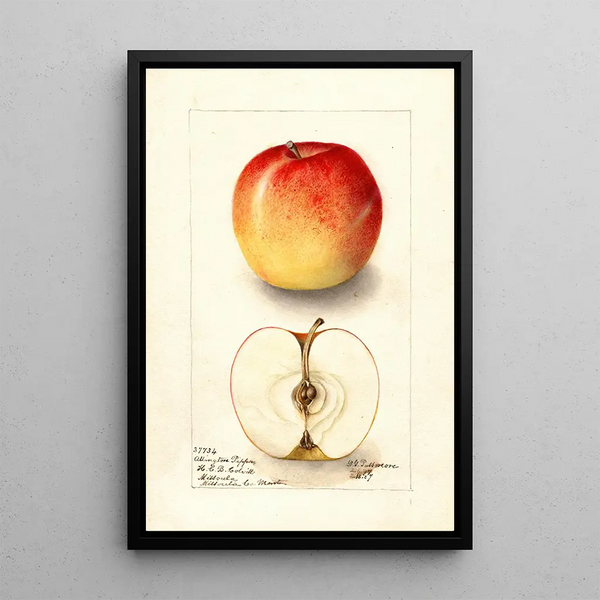 Reproductie van het schilderij Malus domestica Allington Pippin - Deborah Griscom Passmore