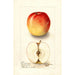 Reproductie van het schilderij Malus domestica Allington Pippin - Deborah Griscom Passmore