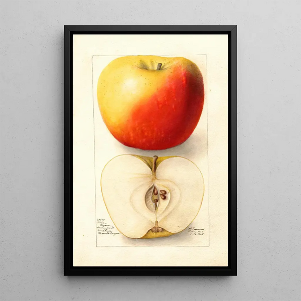 Reproductie van het schilderij Malus domestica Banana - Deborah Griscom Passmore