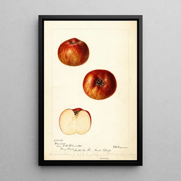 Reproductie van het schilderij Malus domestica Bloomless - Deborah Griscom Passmore