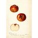 Reproductie van het schilderij Malus domestica Bloomless - Deborah Griscom Passmore