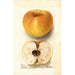 Malus domestica Champion Pippin - Deborah Griscom Passmore — weergave van het kunstwerk