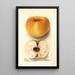 Malus domestica Champion Pippin - Deborah Griscom Passmore — ingelijst kunstwerk aan de muur