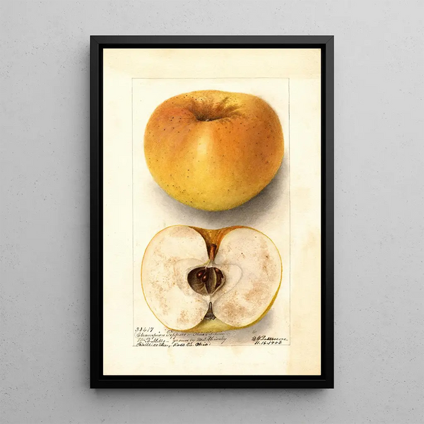 Malus domestica Champion Pippin - Deborah Griscom Passmore — ingelijst kunstwerk aan de muur