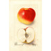 Malus domestica Ewalt - Deborah Griscom Passmore — weergave van het kunstwerk