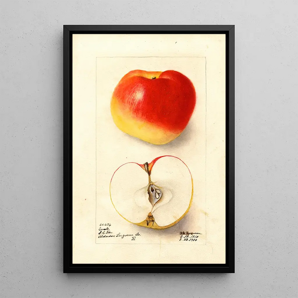 Malus domestica Ewalt - Deborah Griscom Passmore — ingelijst kunstwerk aan de muur
