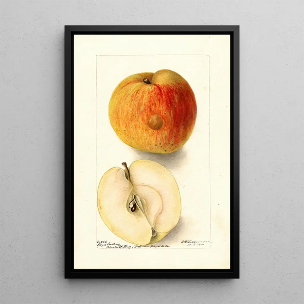 Reproductie van het schilderij Malus domestica Floyd - Deborah Griscom Passmore