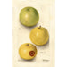 Malus domestica Grimes - Deborah Griscom Passmore — weergave van het kunstwerk