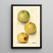 Malus domestica Grimes - Deborah Griscom Passmore — ingelijst kunstwerk aan de muur