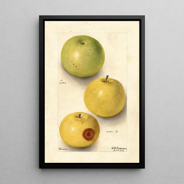 Malus domestica Grimes - Deborah Griscom Passmore — ingelijst kunstwerk aan de muur