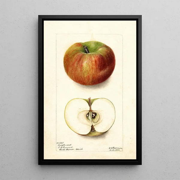 Reproductie van het schilderij Malus domestica Keeskemet - Deborah Griscom Passmore
